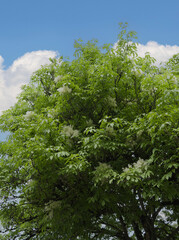 South European flowering ash or manna ash tree (Fraxinus ornus) Trunk with grey-brown bark and spreading branches covered of pinnate green leaves and panicles of creamy-white decorative flowers