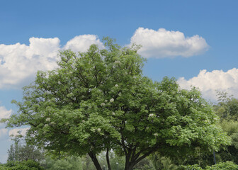 (Fraxinus ornus) Manna ash tree. Flattened crown, straight trunk and sinuous branches bearing...