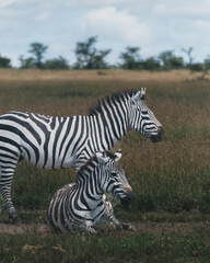 Zebras resting and standing in Ol Pejeta grassland