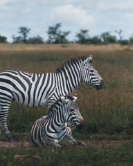 Fototapeta na wymiar Zebras resting and standing in Ol Pejeta grassland