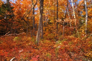 Minnesota forest in the fall