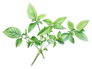 PNG Herbs plant leaf spearmint.