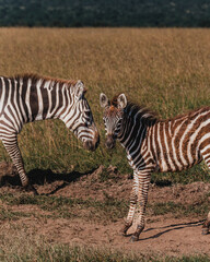 Zebra mother bonds with foal in Ol Pejeta savannah