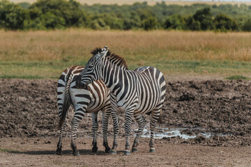 Zebras bond at watering hole in Ol Pejeta