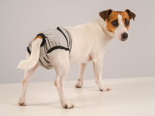 Cute Jack Russell Terrier dog wearing menstrual panties on a white background. Reusable diaper.