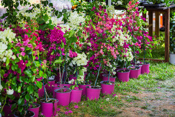 Row of bougainvillea seedlings of different colors in flower pots for planting in the garden