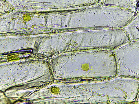 photo of epidermal cells exist in a single layer under the microscope