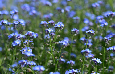 Blaue Vergissmeinnichtblüten im Frühling