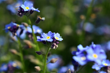 Blaue Vergissmeinnichtblüten im Frühling