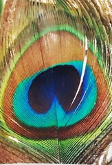 peacock feather close up