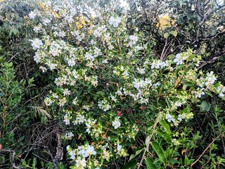 Trembleya rosmarinoides