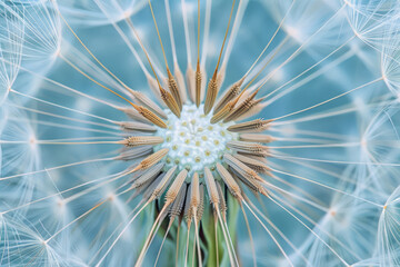 Beautiful dandelion close up. Gentle nature background