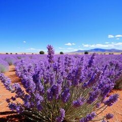Fototapeta premium Vibrant lavender field under blue sky