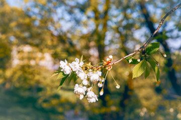 Oslo in early May. Cherry blooming by Akerselva River.