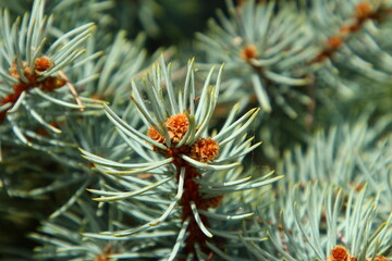 A close up of a plant