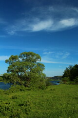 Obraz premium A tree in a field