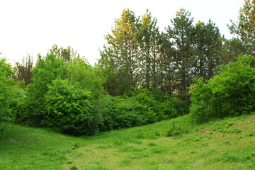 A grassy area with trees in the background