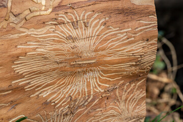 Closeup imprint of bark beetle under piece of wood. Tree was eaten by bark beetle larvae, Bark...