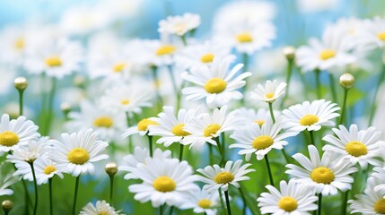 Beautiful field of white daisy flowers