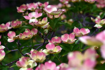 Rosa blühende Blüten-Hartriegel im Frühling