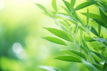 close-up Green Willow leaves on natural background