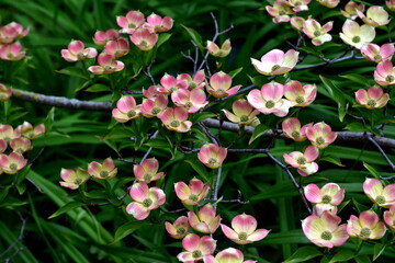Rosa blühende Blüten-Hartriegel im Frühling