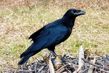 A large black raven sits on a pile of branches in the forest.