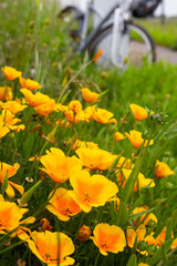Beautiful yellow flower Eschscholzia on a green blurred background of grass, flower leaves. Blurry bike in background. Poppy blooms in a flower bed in summer