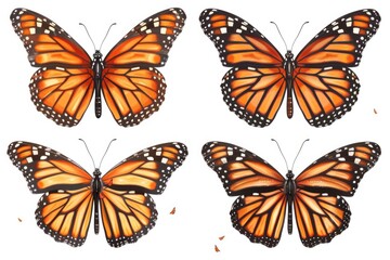 Fototapeta premium A group of four colorful butterflies. Suitable for nature and wildlife themed designs