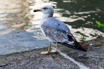 Seagull on the embankment of the Tiber river in Rome.