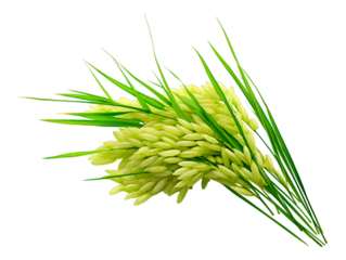 Rice Plant isolated on transparent png background. Generative ai