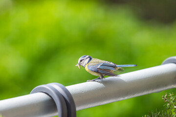 Blue tit (cyanisies caeruleus) with caterpillar in its beak for its chicks. Portrait of Eurasian...