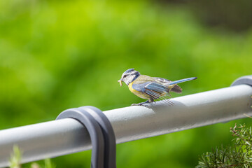 Blue tit (cyanisies caeruleus) with caterpillar in its beak for its chicks. Portrait of Eurasian Blue Tit perched on the balcony. Biodiversity concept in the city.