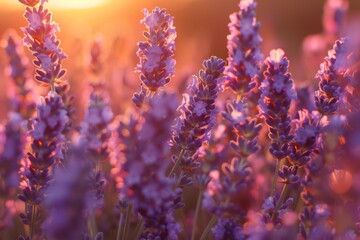 A closeup shot of a blooming lavender field with purple flowers under warm golden sunlight at sunrise