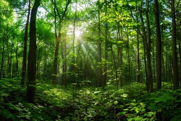 Sunlight filtering through dense trees in a lush green forest