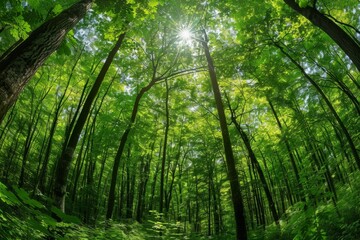 Panoramic view of a dense forest with an abundance of green trees and sunlight filtering through the canopy