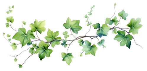 Fototapeta premium PNG Plant leaf ivy freshness.