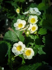 white strawberry flowers