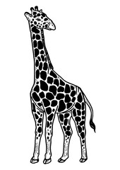 Giraffe animal sketch engraving PNG illustration. T-shirt apparel print design. Scratch board style imitation. Black and white hand drawn image.