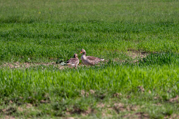 Wild geese in a newly sown field. Large Goose with white belly and rump searches for food.