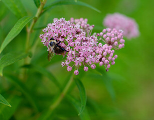 Fototapeta premium Bee on Milkweed