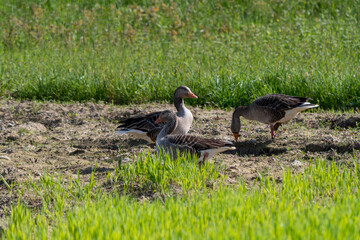 Wild geese in a newly sown field. Large Goose with white belly and rump searches for food.