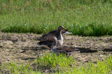 Wild geese in a newly sown field. Large Goose with white belly and rump searches for food.