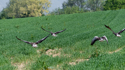 Greylag geese in flight over a newly sown field. Large Goose with White Belly.