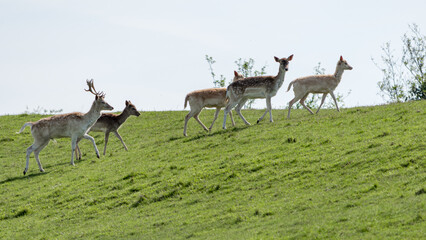 Group of fallow deer in the distance in a green meadow. Sunny day, outdoors.