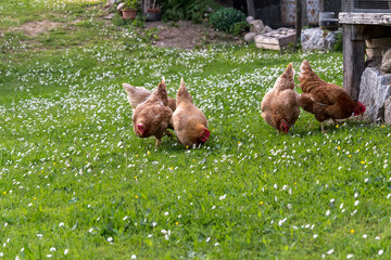 Laying hens (Gallus gallus domesticus) free range in the green meadow while grazing.