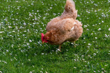 Laying hens (Gallus gallus domesticus) free range in the green meadow while grazing.