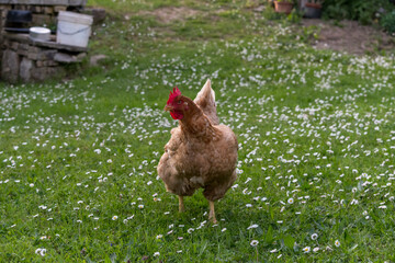 Laying hens (Gallus gallus domesticus) free range in the green meadow while grazing.