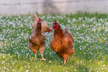Laying hens (Gallus gallus domesticus) free range in the green meadow while grazing.