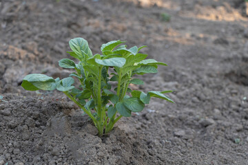 A small potato plant sprouting in the ground, ready to grow and create an abundance of potatoes for harvest